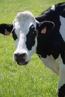 Preto e branco vacas pastar dentro uma Prado em uma ensolarado verão dia, comer verde Relva foto