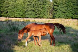 mãe cavalo com uma pequeno potro ficar de pé dentro a raios do a brilhante Sol em a gramado foto