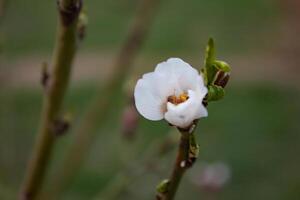 a brotos do a árvore estão indo para flor dentro Primavera foto