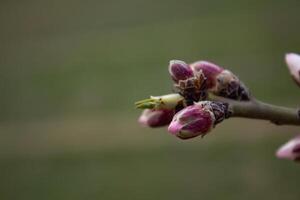 a brotos do a árvore estão indo para flor dentro Primavera foto
