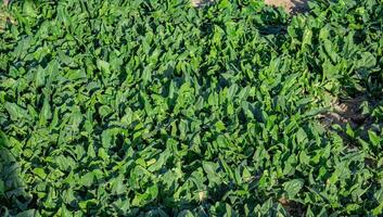 espinafre cresce dentro a jardim, ao ar livre para uma saudável dieta foto