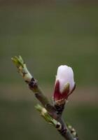 a brotos do a árvore estão indo para flor dentro Primavera foto