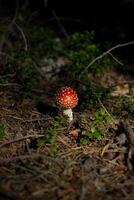 mosca agárico amanita muscaria dentro a floresta foto