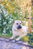 fofa cachorro sentado dentro a jardim em uma ensolarado dia com flores foto