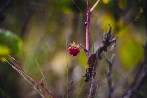 uma fechar-se tiro do uma vermelho botão de rosa com borrado fundo foto