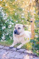 cachorro dentro a jardim em uma ensolarado dia. a conceito do amor e Cuidado para animais. foto