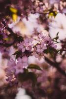 lindo cereja Flor dentro Primavera tempo. suave foco, raso dof. foto