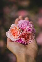 lindo Rosa rosas dentro a mãos do uma garota. seletivo foco. foto