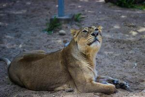 leoa deitado em a areia dentro a jardim zoológico. a leoa é uma carnívoro mamífero do a gênero pantera. foto