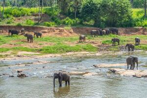 grupo do selvagem elefante dentro pinnawala Vila do sri lanka. pinnawala tem a maior rebanho do cativo elefantes dentro a mundo. foto