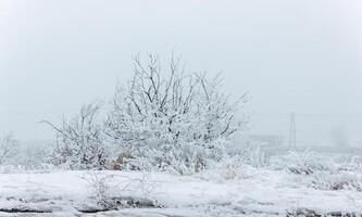 nebuloso panorama com neve, neve coberto árvores, frio inverno cenário foto