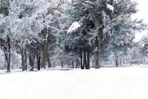 nebuloso panorama com neve, neve coberto árvores, frio inverno cenário foto