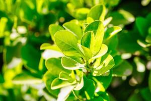 fechar-se do verde com folhas arbusto foto