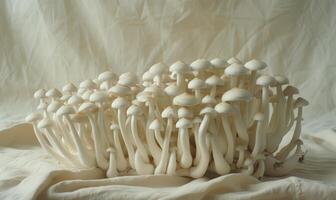 ai gerado shimeji cogumelos em branco tecido fundo. shimeji cogumelos foto