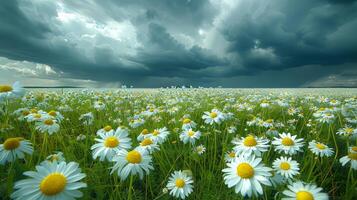 ai gerado campo do branco e amarelo flores debaixo nublado céu foto