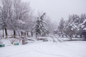 neve coberto árvores dentro a inverno floresta foto