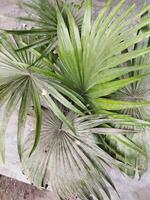 uma plantar com verde folhas sentado em uma concreto chão foto