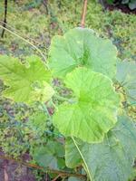 uma plantar com verde folhas e uma internet foto