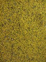uma fechar acima do uma amarelo campo do mostarda sementes foto