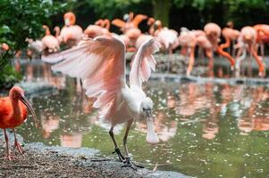 flamingo espalhando asas de água foto