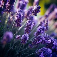 ai gerado lindo florescendo lavanda flores fechar acima foto