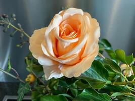 detalhe tiro lindo Rosa rosa dentro uma ramalhete do flores foto