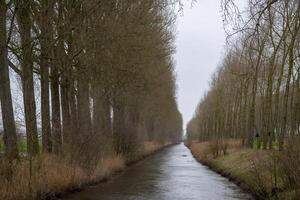 canal com árvore beco dentro Flandres, Bélgica foto