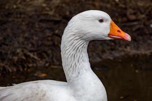 retrato do uma branco Ganso foto