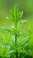 ai gerado vibrante verde brotar com fresco água gotas foto