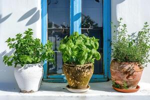 ai gerado fresco verde ervas manjericão, alecrim e coentro dentro panelas em a terraço do uma grego casa foto