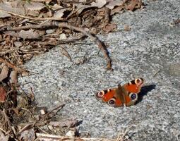 laranja borboleta empoleirado em uma pedra em a terra foto