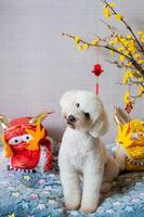 adorável branco poodle cachorro sentado em dele cama com chinês Novo ano Dragão vestir este ter suspensão pingente palavra significar bênção e amarelo cereja florescer. foto