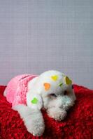 adorável branco poodle cachorro sentado em vermelho cama com amor forma adesivos em dele pele para dia dos namorados dia conceito. foto