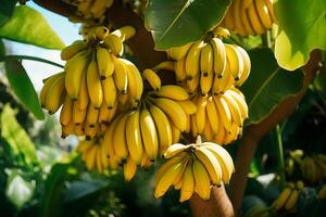 ai gerado fresco bananas em a árvore.fechar acima Visão dentro luz solar foto