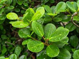 ficus anulada, fundo do banyan árvore folhas molhado a partir de chuva foto