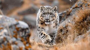 ai gerado uma neve leopardo, Está lustroso pele Misturando perfeitamente com a rochoso himalaia terreno foto