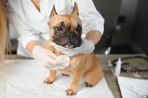 alegre jovem veterinário levando Cuidado e examinando uma lindo animal cachorro francês buldogue foto