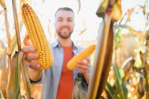 agricultor no campo de verificação de espigas de milho foto