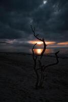 pôr do sol em a de praia do a báltico mar. amor árvore, arbusto dentro a areia em a oeste de praia foto