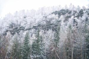 Zschirnstein com coberto de neve árvores e enevoado nuvens às a cume durante uma caminhar foto