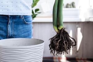 transplante casa em vaso plantar zamioculcas para dentro Novo Panela. acordando acima interior plantas. replantar dentro Novo chão, masculino mãos carinhoso para tropical plantar, sustentabilidade e ambiente. Primavera planta de casa Cuidado foto