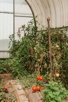 tomates estão suspensão em uma ramo dentro a estufa. a conceito do jardinagem e vida dentro a país. uma ampla estufa para crescendo caseiro tomates. foto