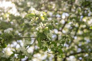 florescendo maçã árvore galhos com branco flores fechar-se. foto