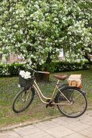 uma lindo retro bicicleta com uma vime cesta carrinhos Próximo para uma florescendo maçã árvore dentro a parque. foto