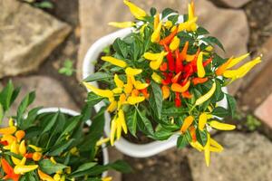 crescendo Pimenta dentro uma Panela dentro a Jardim do uma país casa. jardinagem e país vida. foto