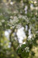 florescendo maçã árvore galhos com branco flores fechar-se. foto