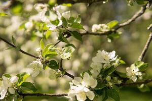 florescendo maçã árvore galhos com branco flores fechar-se. foto