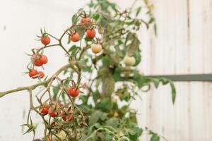 tomates estão suspensão em uma ramo dentro a estufa. foto