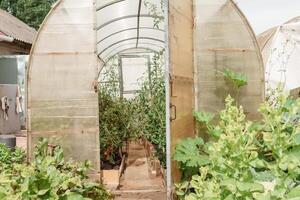 ampla estufas para crescendo caseiro legumes. a conceito do jardinagem e vida dentro a país. foto