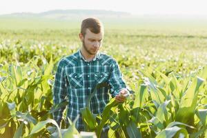 jovem agricultor inspeciona uma campo do verde milho. agrícola indústria. foto
